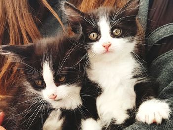 Close-up portrait of cats