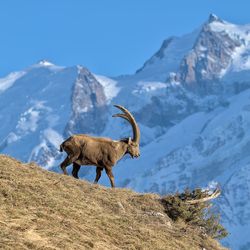 Deer standing on mountain