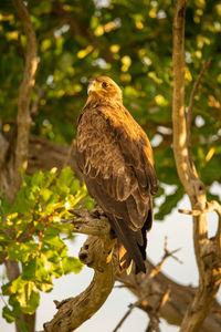 Low angle view of eagle perching on tree