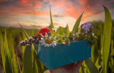 Close-up of hand holding flowering plant