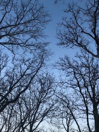 Low angle view of silhouette bare trees against clear blue sky