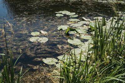 Water lily in lake