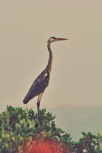 Bird perching on a tree