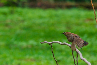 Bird perching on a tree