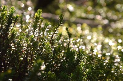 Close-up of plants against blurred background