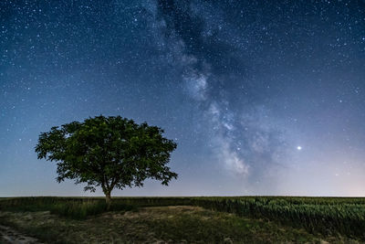 Trees on field against sky at night