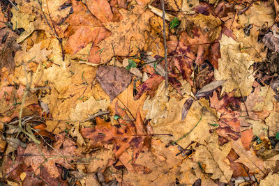 Full frame of maple leaves on field