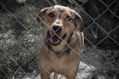 Homeless dog behind bars in a shelter. dog in animal shelter waiting for adoption. portrait of dog 