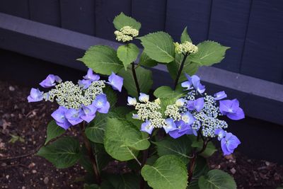 Close-up of purple flowering plant