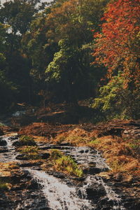 Scenic view of forest