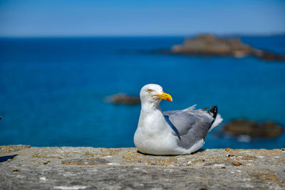 Seagull on rock by sea against sky