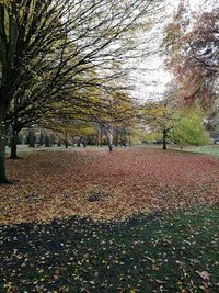Trees against sky during autumn