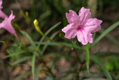 Close-up of pink flowering plant