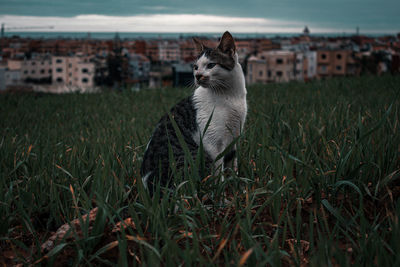 View of a cat on field