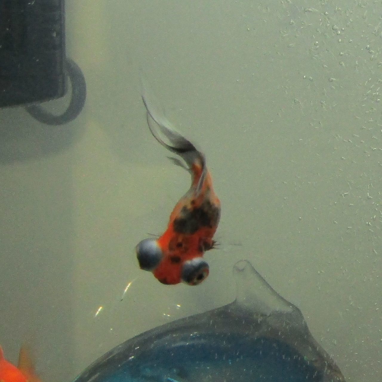 CLOSE-UP OF DUCK SWIMMING IN AQUARIUM