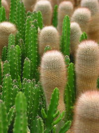 Close-up of cactus plant