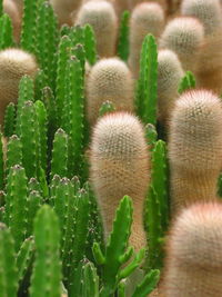 High angle view of cactuses growing on field