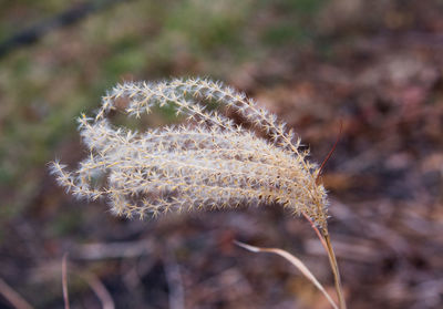 Close-up of plant