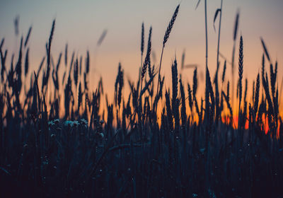 Close-up of crops on field against sky during sunset