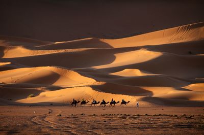 Scenic view of camels in desert