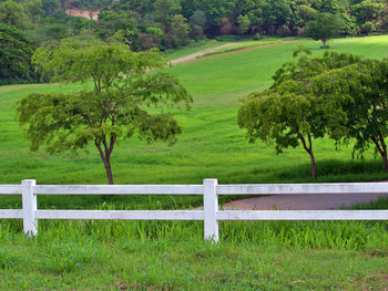 Bench on field by trees