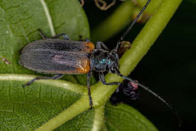 Close-up of insect on leaf