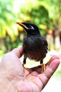 Close-up of a hand holding a bird