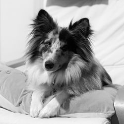 Portrait of dog relaxing on bed at home