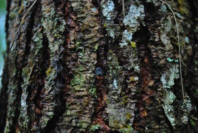 Close-up of insect on tree trunk