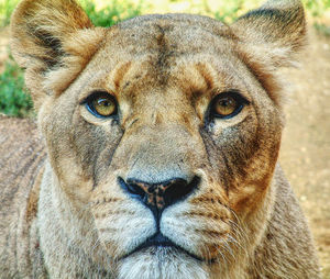 Close-up portrait of a cat