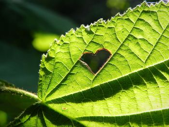 Close-up of green leaves