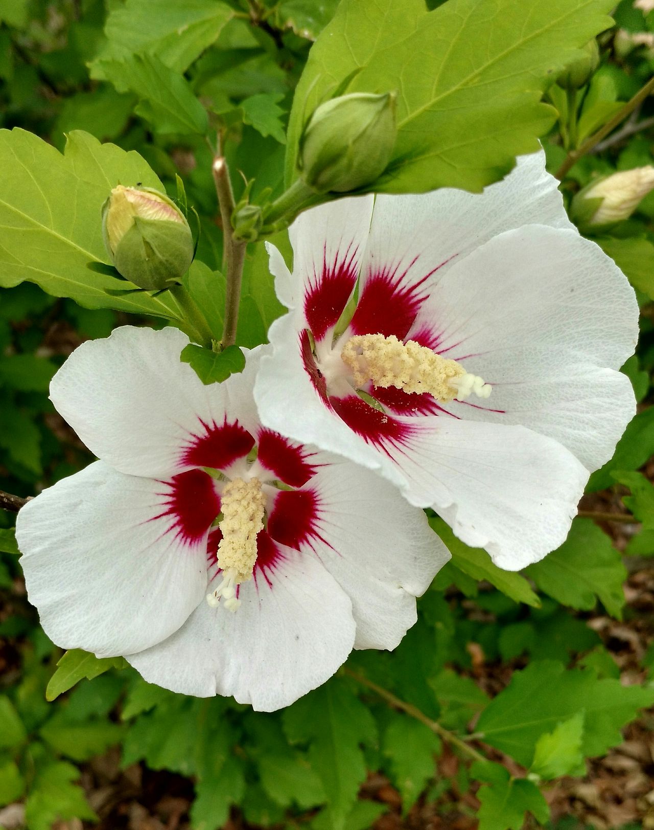 Planting beauty