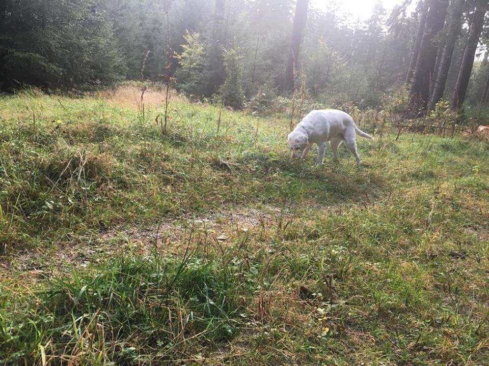 DOG ON GRASSY FIELD