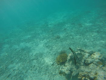 High angle view of fish swimming in sea