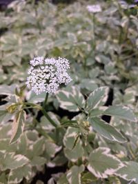 Close-up of flowering plant