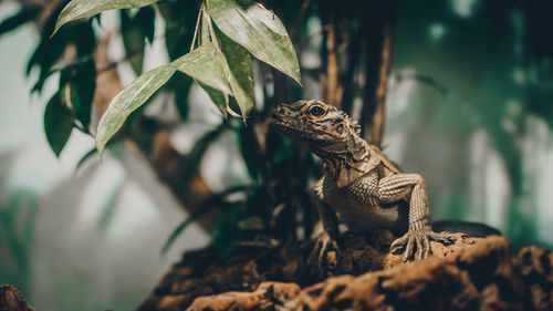 Close-up of lizard on rock