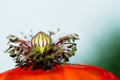 Close-up of butterfly on red flower