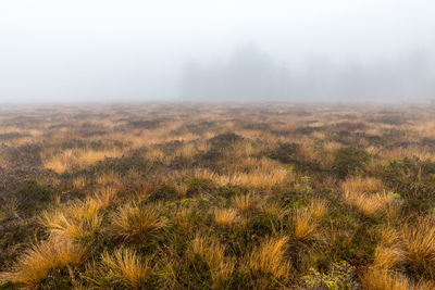 Scenic view of field against sky during foggy weather