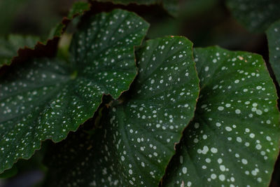 Close-up of wet plant leaves