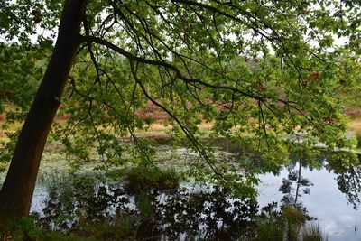 Trees by lake in forest