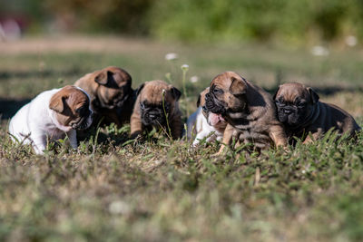 View of dogs on field