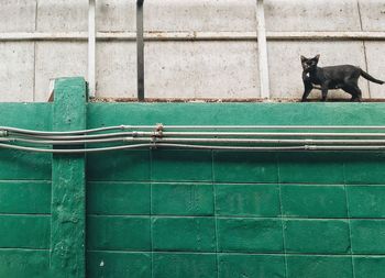 Low angle view of cat walking on wall outdoors