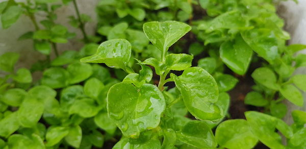 Close-up of wet plant leaves