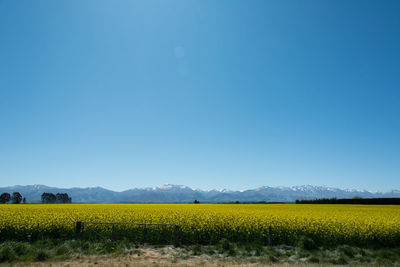 Yellow field against clear blue sky