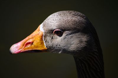 Close-up of a bird over black background