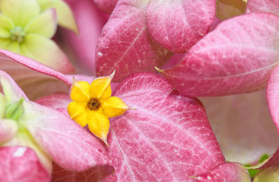 Close-up of pink flowering plant