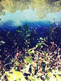 Reflection of trees in lake