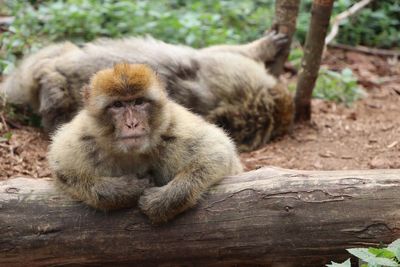 Monkey sitting on a tree