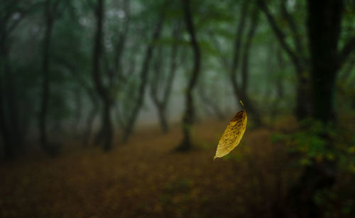 Close-up of leaves on tree trunk in forest