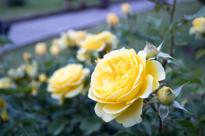 Close-up of yellow rose bouquet